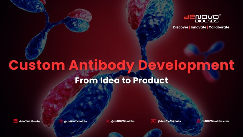 How Custom Antibodies Go From Concept to Validation in Modern Biotech?